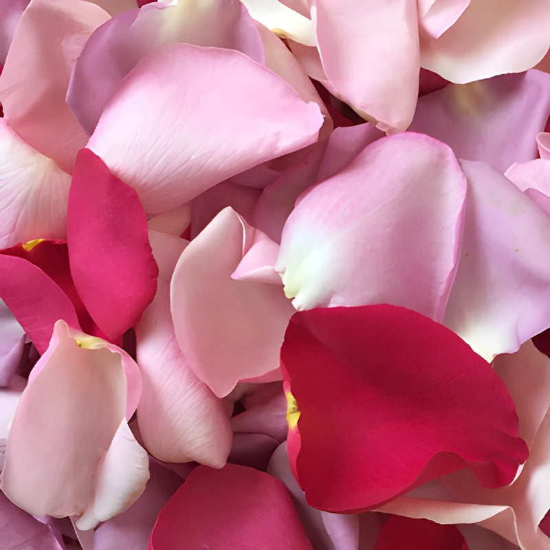Buy Wholesale Shades of Pink Rose Petals in Bulk - FiftyFlowers