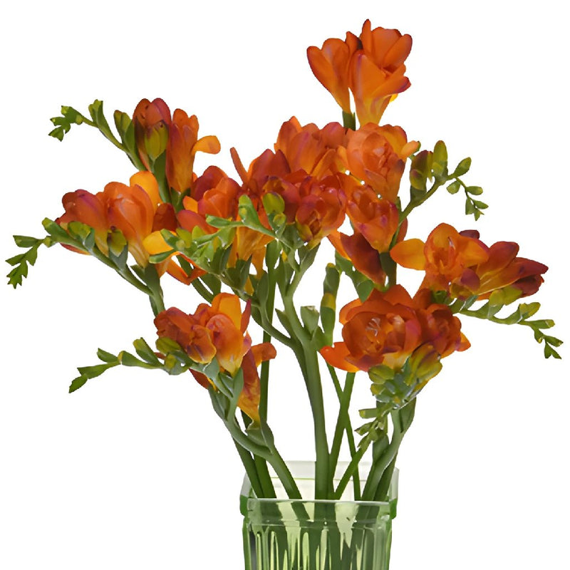 Flaming Orange Designer Freesia Flower