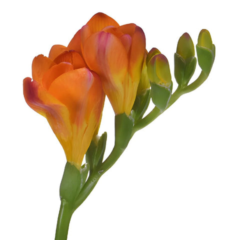 Flaming Orange Designer Freesia Flower