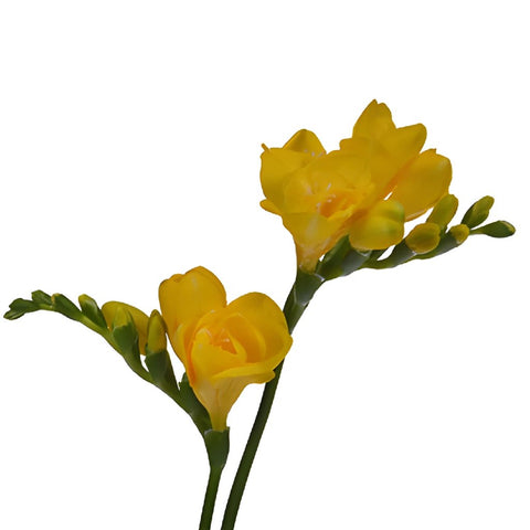Yellow Designer Freesia Flower