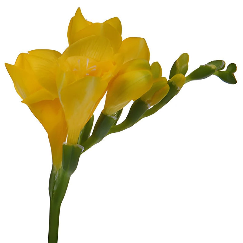 Yellow Designer Freesia Flower