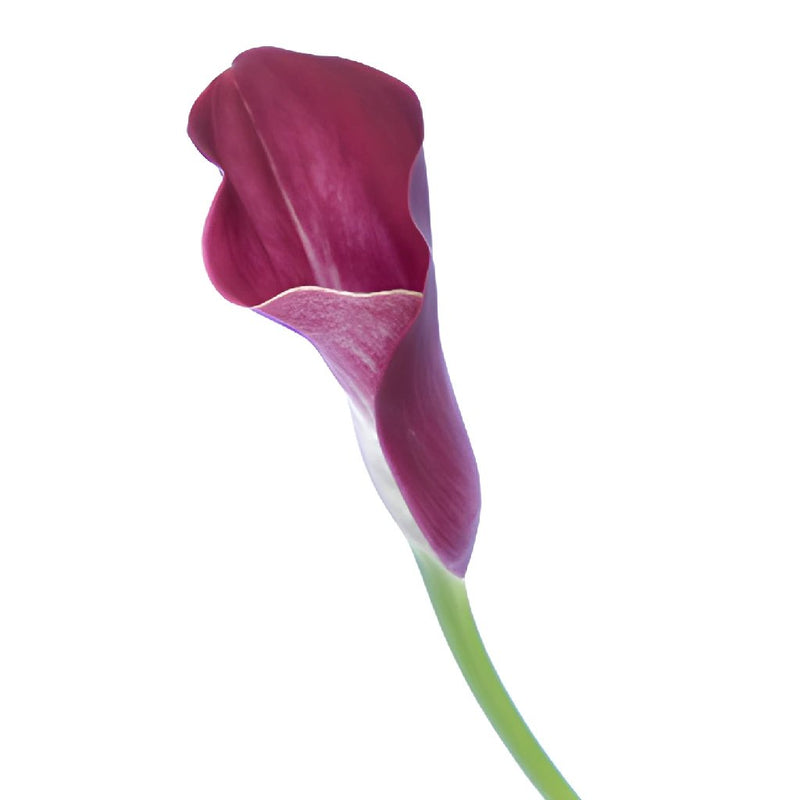 Deep Purple Wine Bulk Mini Calla Lilies
