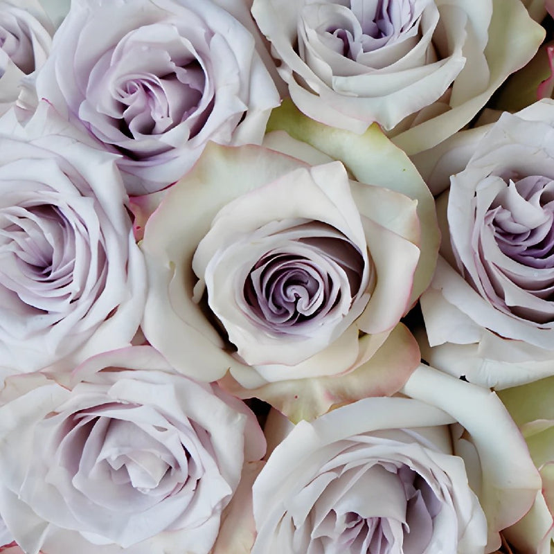 Frosted Amethyst Rose