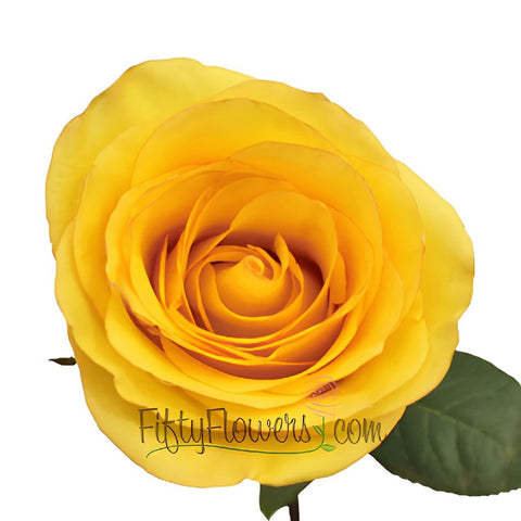 Dejavu Golden Yellow Rose