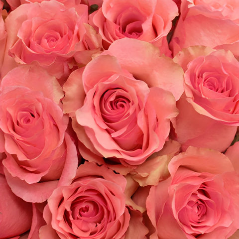 Dekora Bulk Pink Roses