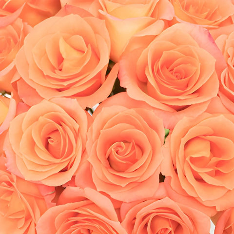 Tangerine Sunrise Sweetheart Roses