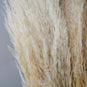 Natural Boho Dried Pampas Grass