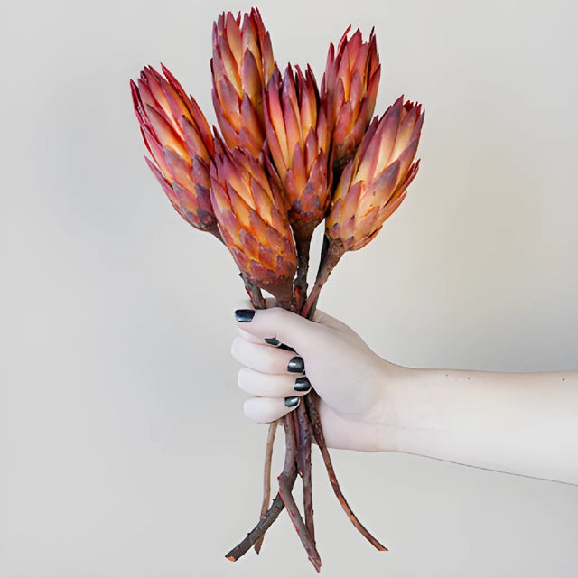 Buy Wholesale Dried Red Protea Flower In Bulk Fiftyflowers 