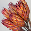 Dried Red Protea Flower