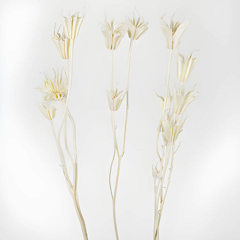 Dried Nigella Flower stem