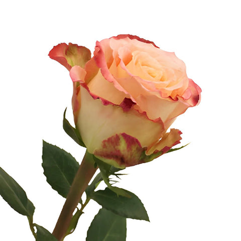 Duett Pink and Cream Rose