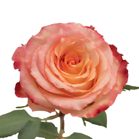 Duett Pink and Cream Rose