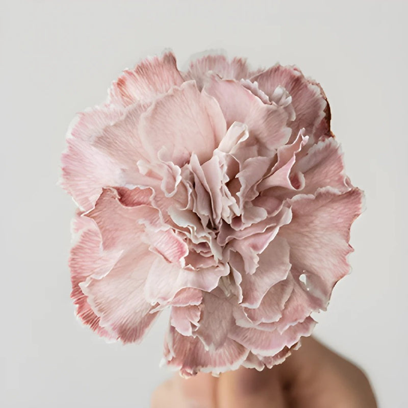 Dusty Pink Carnations  single stem