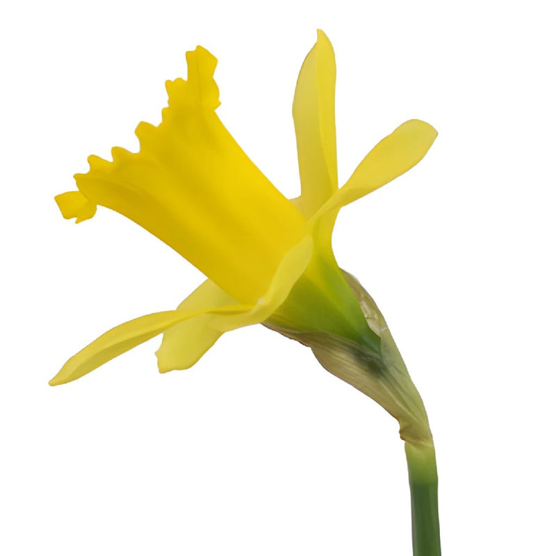 Pencil Daffodil Flower
