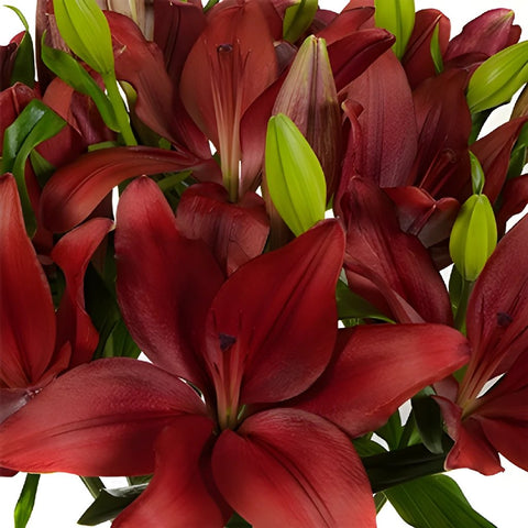 Carmina Red Hybrid Lily