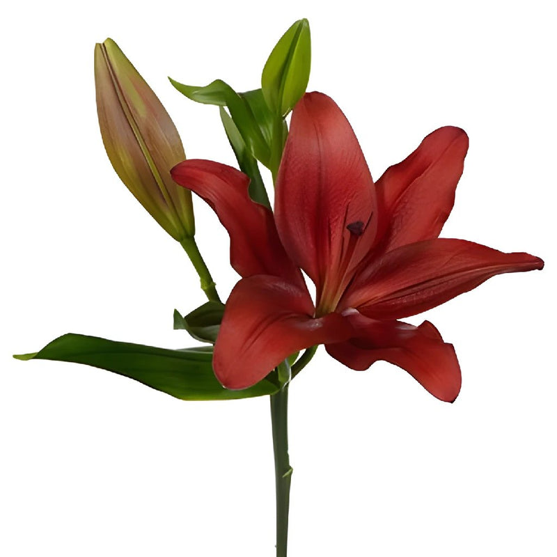 Carmina Red Hybrid Lily