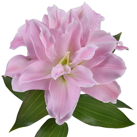 Assorted Rose Lily