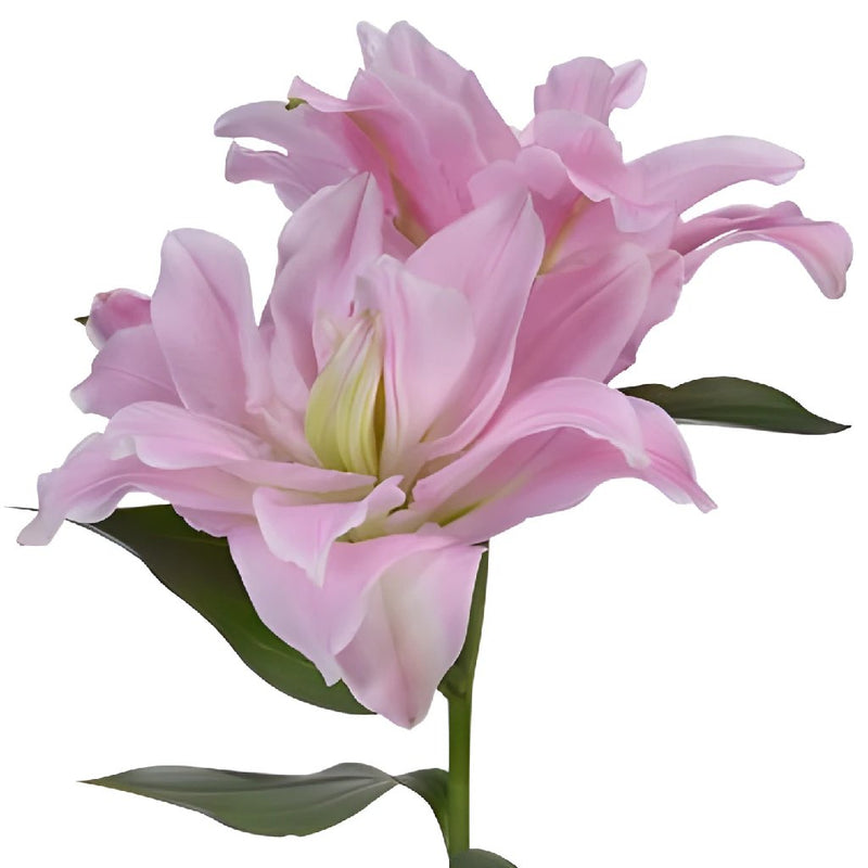 Light Pink Rose Lily