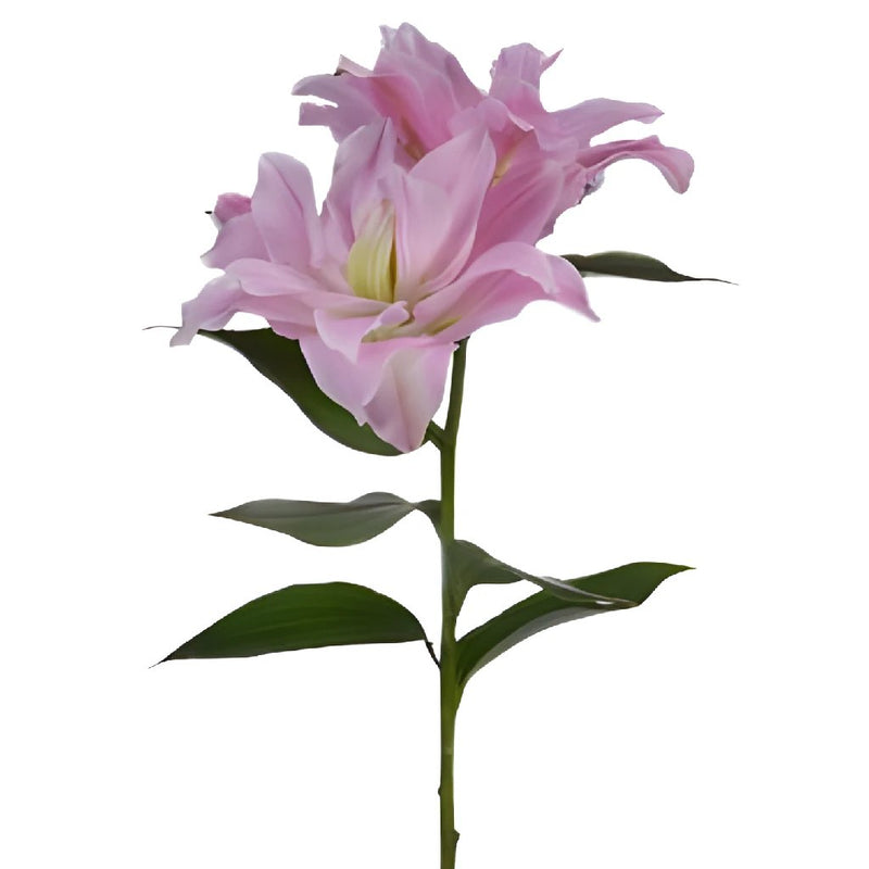 Light Pink Rose Lily