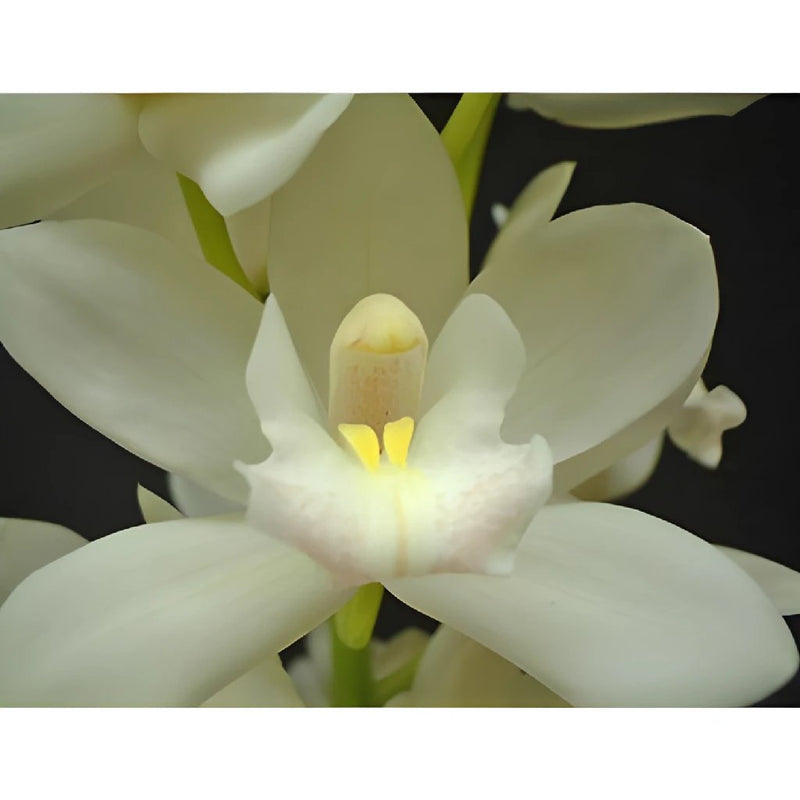 Mini Cymbidium Orchids Snow White