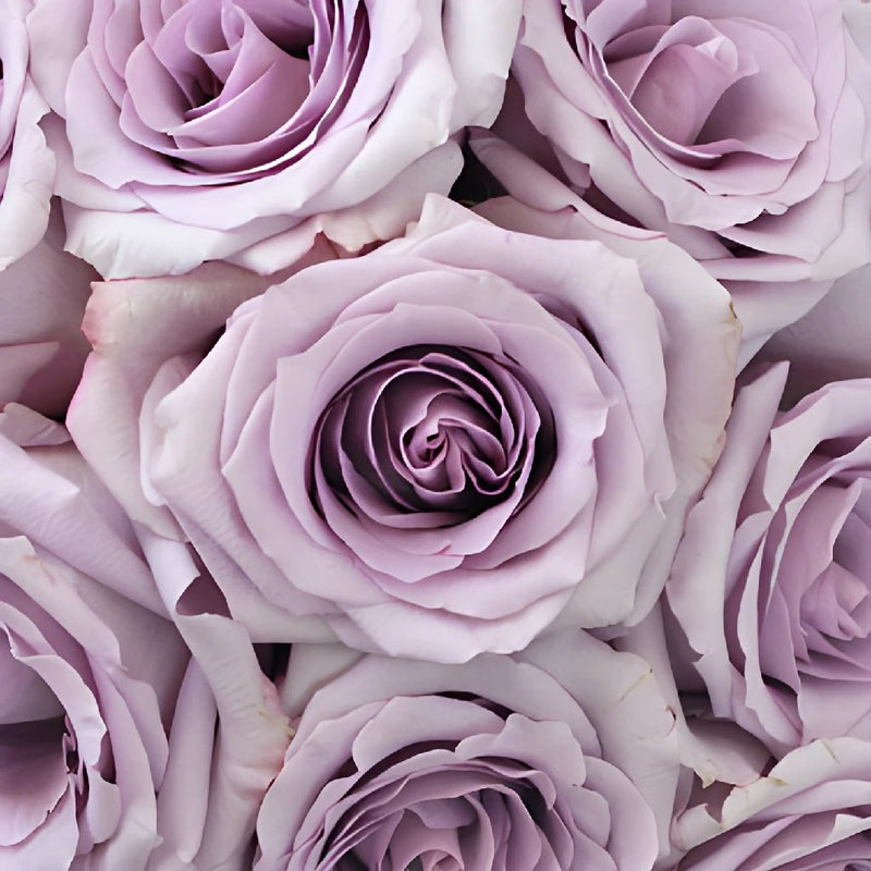 Lavender Rose