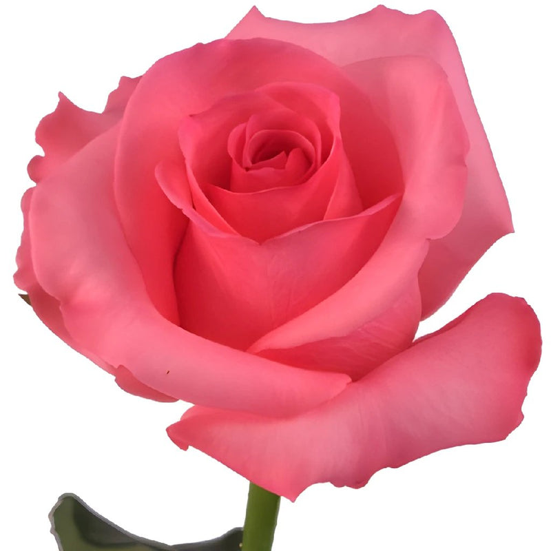 Eliza Hot Pink Rose
