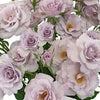 Antique Lavender Spray Roses Bulk