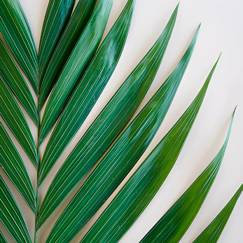 Emerald Palm Greens