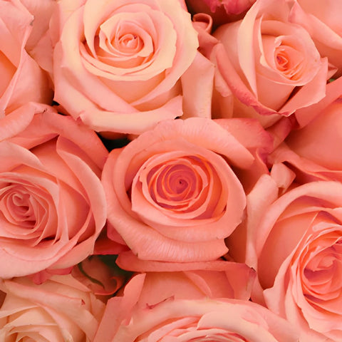 Engagement Light Pink Rose