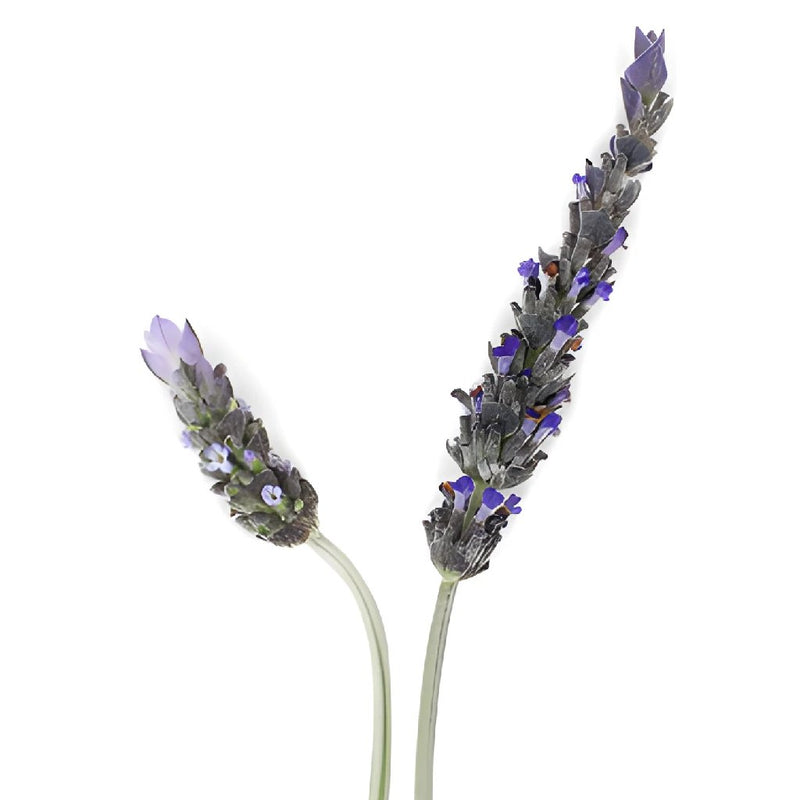 Aromatherapy Fresh Lavender Bunches