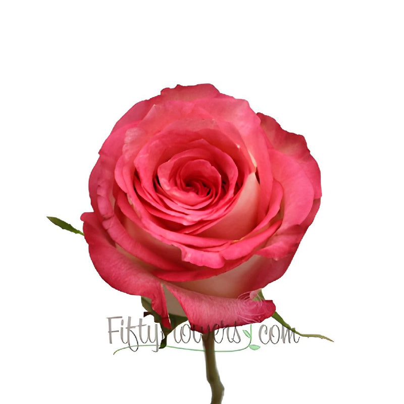 Pink and White Ensemble Rose