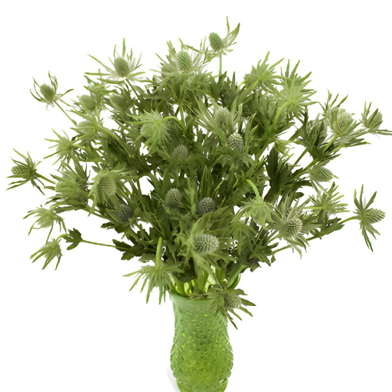 Sage Green Thistle Flower