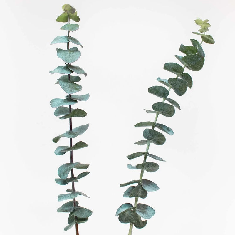 Gunni Eucalyptus CA-Grown - 10 stems