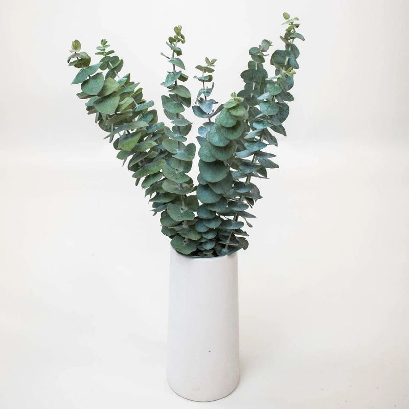 Baby Eucalyptus Wholesale Greenery In a Vase