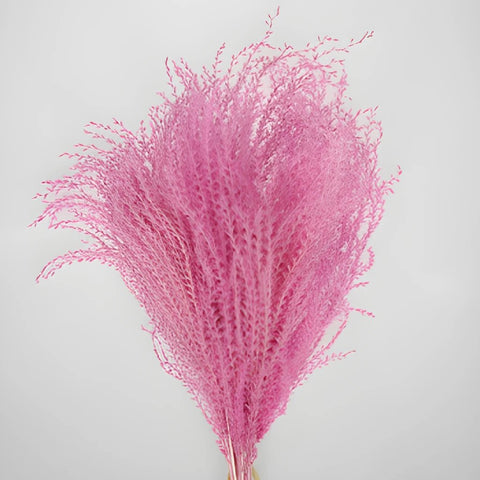 Pink Dried Eulalia Grass
