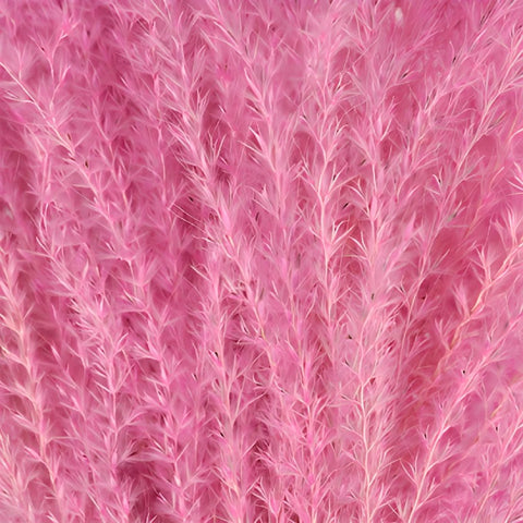 Pink Dried Eulalia Grass