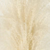 White Dried Eulalia Grass