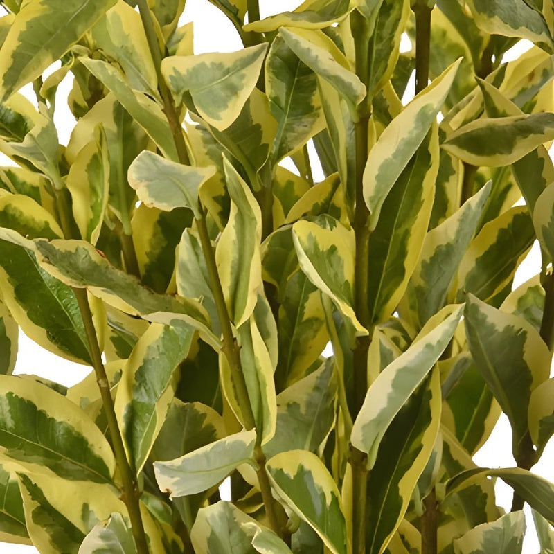 Weddding greenery wholesale euonymus filler flowers sold near me