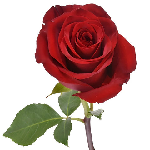 Buy Wholesale Explore the World Red Rose in Bulk - FiftyFlowers