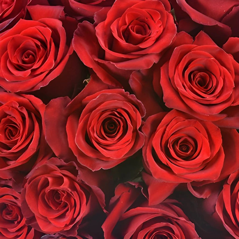 Buy Wholesale Explore the World Red Rose in Bulk - FiftyFlowers