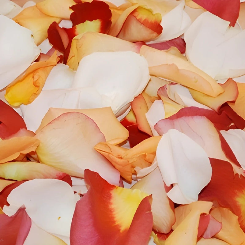 Fresh Rose Petals