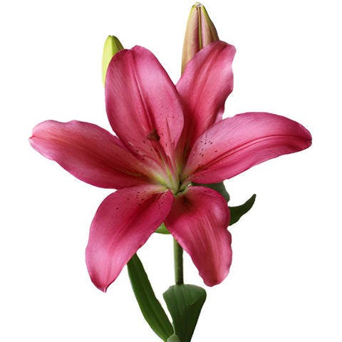 Fangio Hot Pink Hybrid Lilies