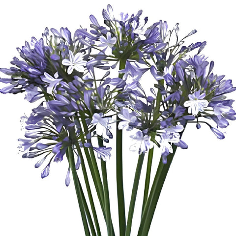 Lily of the Nile Agapanthus Flowers
