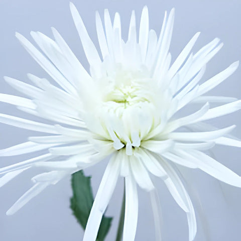 Super White Spider Mum Flower DeliStar