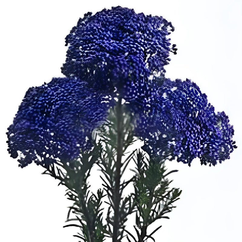 Blue Purple Tinted Rice Flower