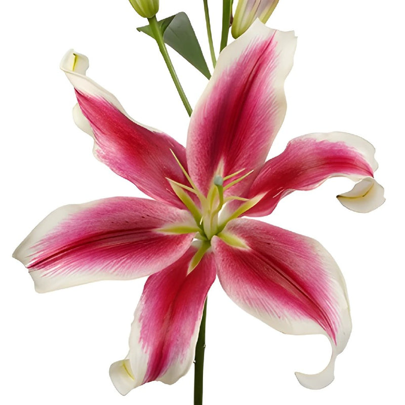 Flashy Hot Pink Oriental Lily