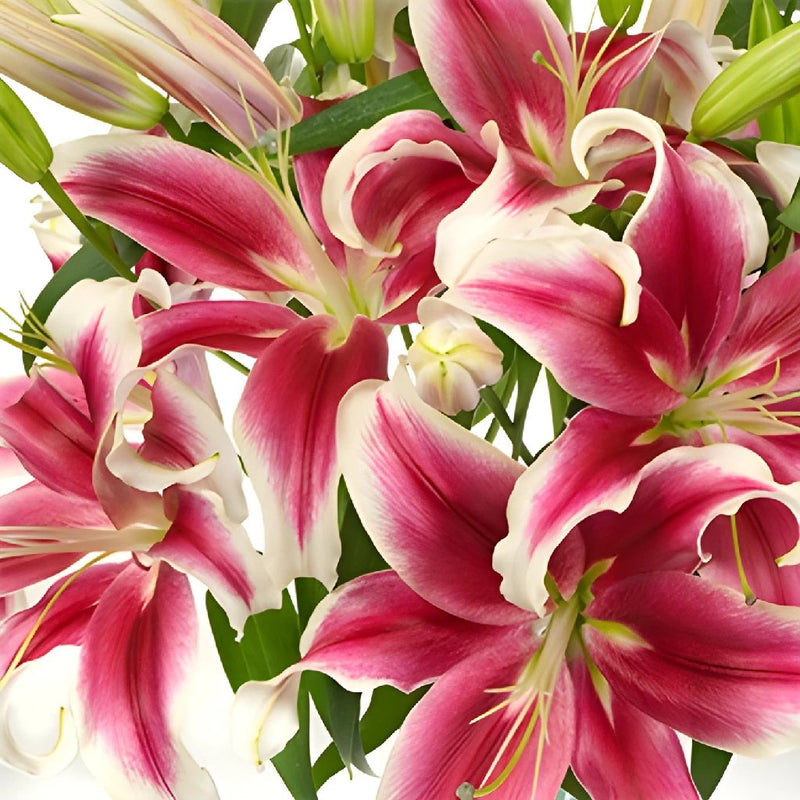 Flashy Hot Pink Oriental Lily
