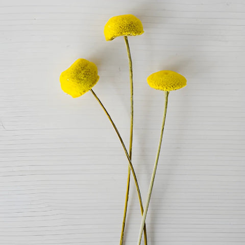 Dried Yellow Floral Buttons