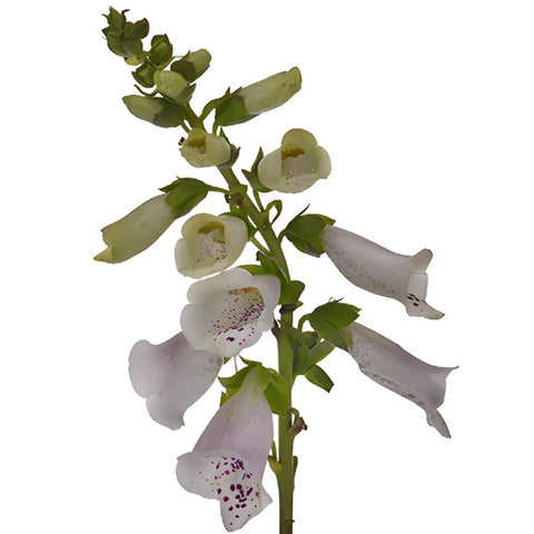 White with a Kiss of Pink Foxglove Flowers