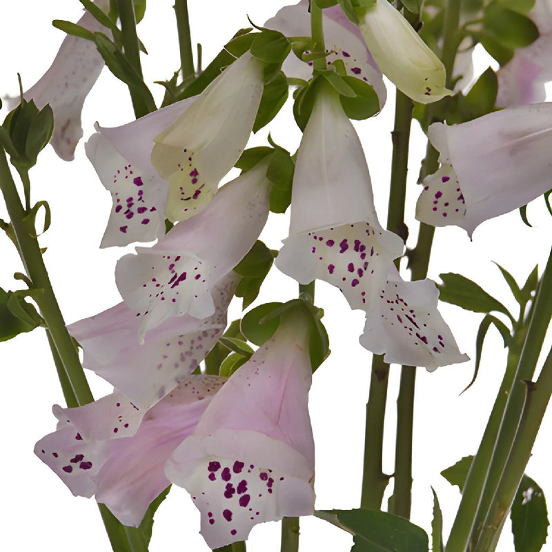 White with a Kiss of Pink Foxglove Flowers